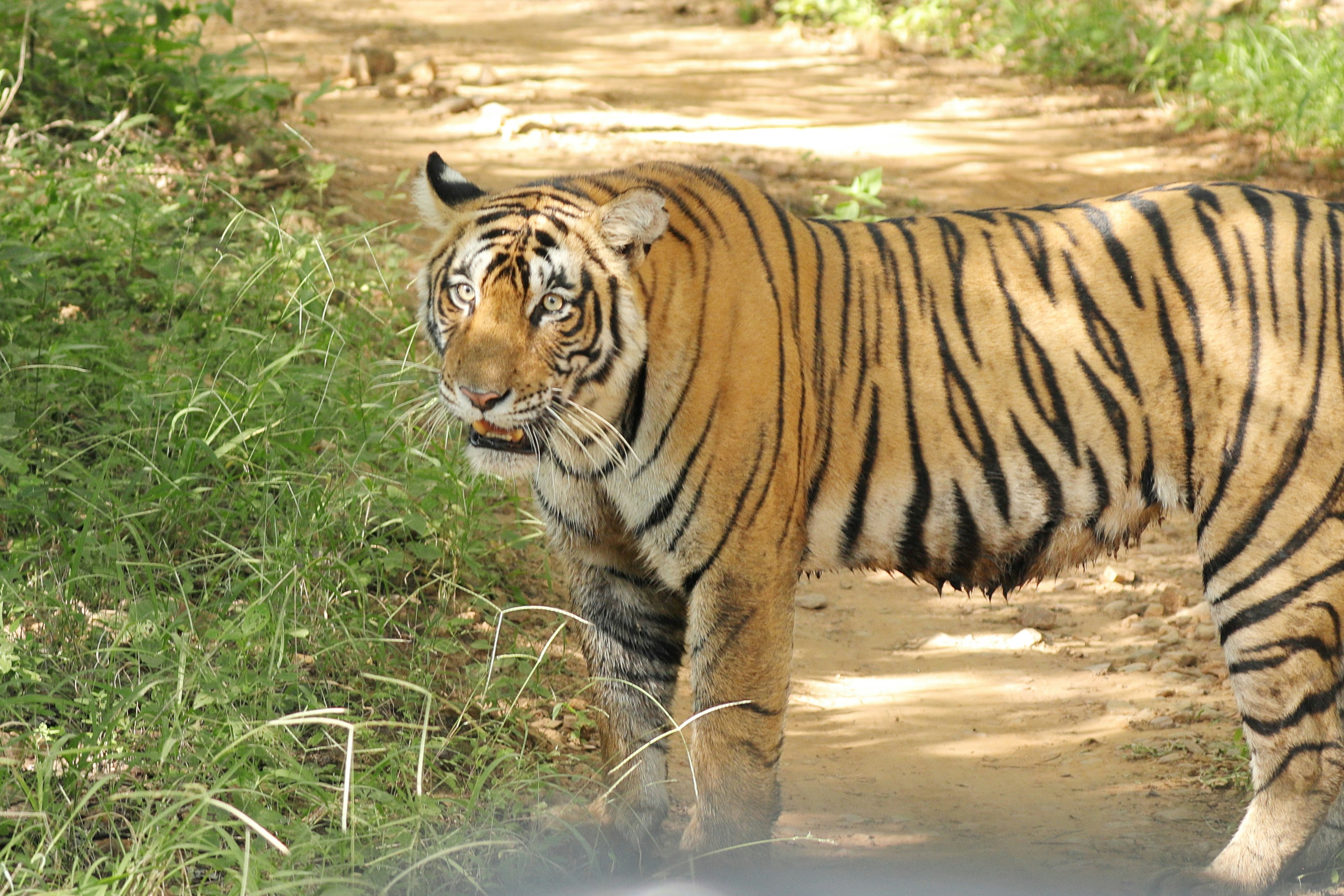 Golden Triangle with Ranthambhore