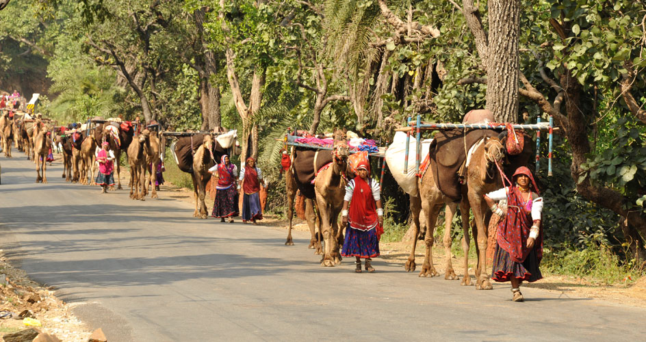 Gujarat Tribal Odyssey
